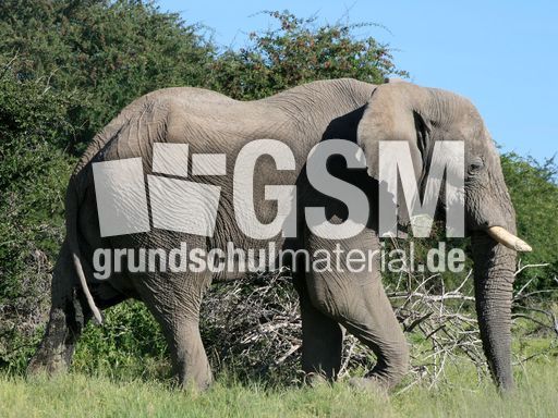 Afrikanischer_Elefant_14.JPG